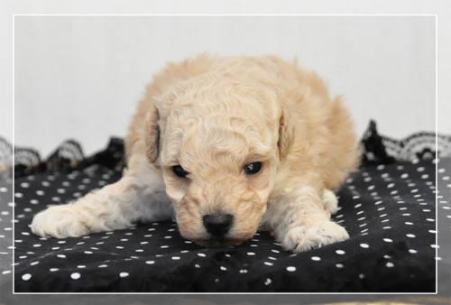 トイプードル　ブリーダー子犬販売専門店　Angel Wan 東京　神奈川　千葉