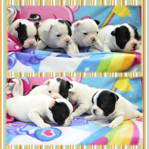 フレンチブルドッグ　ブリーダー子犬販売専門店　Angel Wan 東京　神奈川　千葉