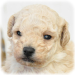 トイプードルの　ブリーダー子犬販売専門店　Angel Wan　横浜