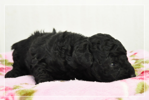 トイプードル　ブリーダー子犬販売専門店　Angel Wan 東京　神奈川　千葉