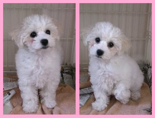 ビションフリーゼ　ブリーダー子犬販売専門店　AngelWan 東京　神奈川　千葉