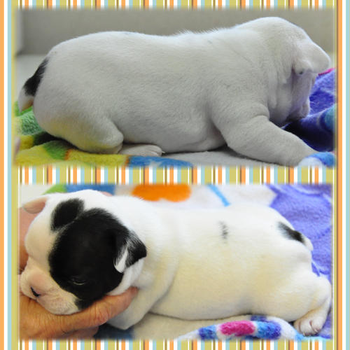 フレンチブルドッグ　ブリーダー子犬販売専門店　Angel Wan 東京　神奈川　千葉