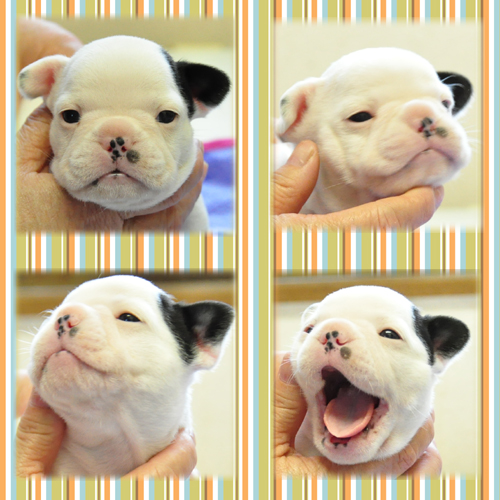 フレンチブルドッグ　ブリーダー子犬販売専門店　Angel Wan 東京　神奈川　千葉