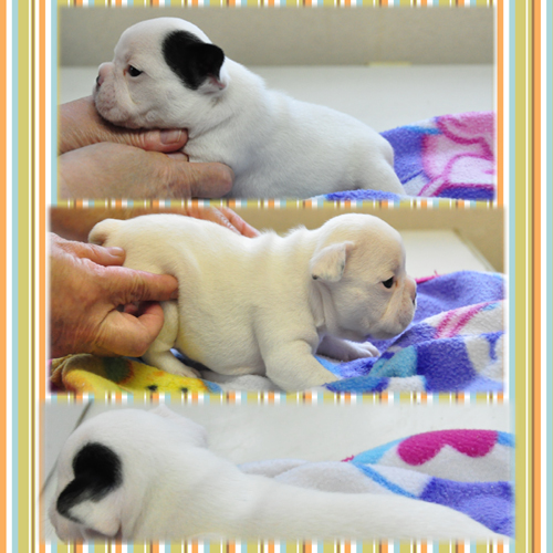 フレンチブルドッグ　ブリーダー子犬販売専門店　Angel Wan 東京　神奈川　千葉