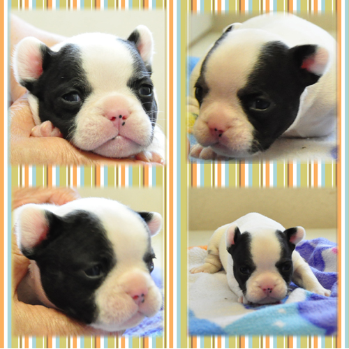 フレンチブルドッグ　ブリーダー子犬販売専門店　Angel Wan 東京　神奈川　千葉
