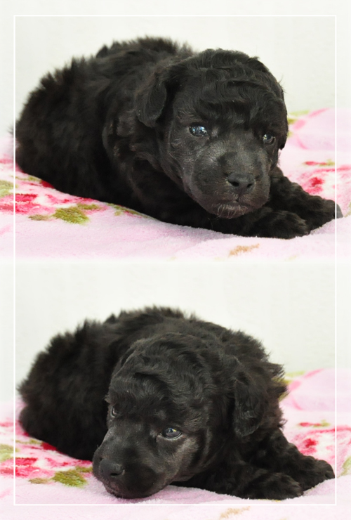 トイプードル　ブリーダー子犬販売専門店　Angel Wan 東京　神奈川　千葉