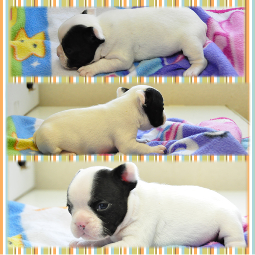 フレンチブルドッグ　ブリーダー子犬販売専門店　Angel Wan 東京　神奈川　千葉