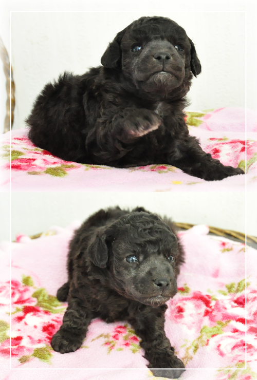 トイプードル　ブリーダー子犬販売専門店　Angel Wan 東京　神奈川　千葉