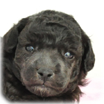 トイプードル　ブリーダー子犬販売専門店　Angel Wan　横浜