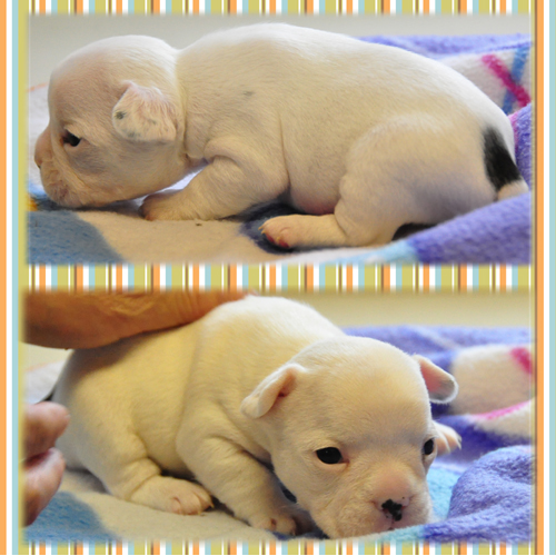 フレンチブルドッグ　ブリーダー子犬販売専門店　Angel Wan 東京　神奈川　千葉