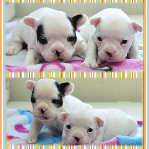 フレンチブルドッグ　ブリーダー子犬販売専門店　Angel Wan 東京　神奈川　千葉