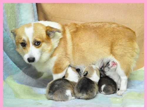 ウェルシュコーギーペンブローク　ブリーダー子犬販売専門店　Angel wan 東京　神奈川　千葉