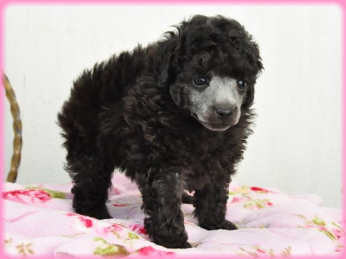 トイプードル　ブリーダー子犬販売専門店　Angel wan 東京　神奈川　千葉