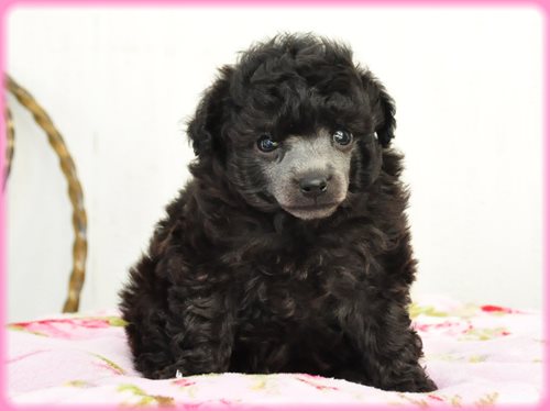 トイプードル ブリーダー子犬販売専門店　Angel wan 東京　神奈川　千葉