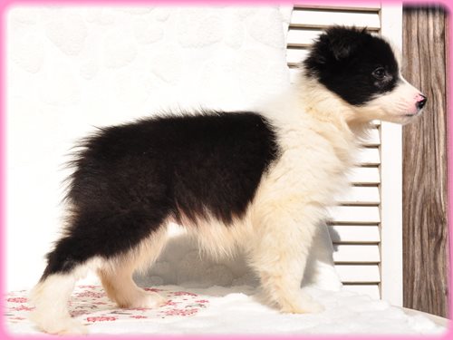 ボーダーコリー ブリーダー子犬販売専門店 Angel wan 東京 神奈川 千葉