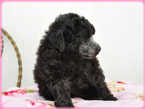 トイプードル　ブリーダー子犬販売専門店　Angel wan 東京　神奈川　千葉
