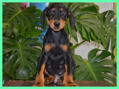 ドーベルマン ブリーダー子犬販売専門店　Angel wan 東京　神奈川　千葉