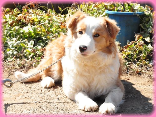 ボーダーコリー　ブリーダー子犬販売専門店　AngelWan 東京　神奈川　千葉