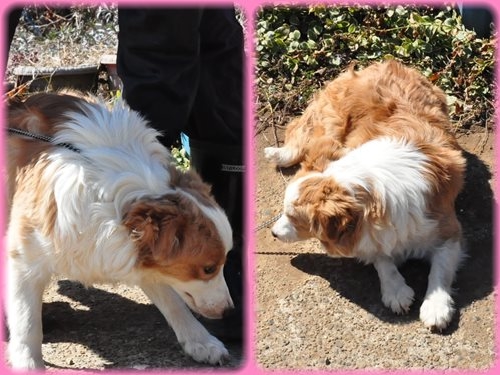 ボーダーコリー　ブリーダー子犬販売専門店　AngelWan 東京　神奈川　千葉