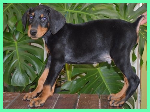 ドーベルマン ブリーダー子犬販売専門店　Angel wan 東京　神奈川　千葉