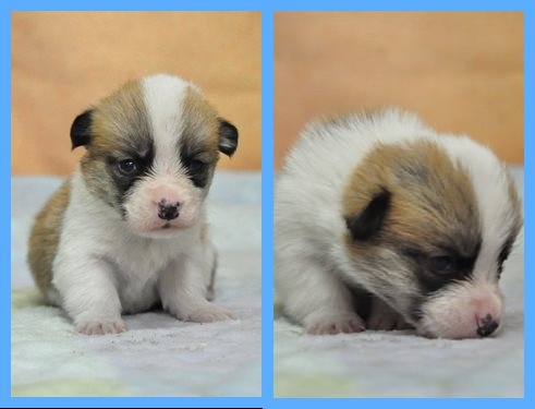 ウェルシュコーギーペンブローク　ブリーダー子犬販売専門店　Angel wan 東京　神奈川　千葉