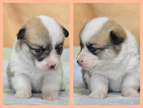 ウェルシュコーギーペンブローク　ブリーダー子犬販売専門店　Angel wan 東京　神奈川　千葉