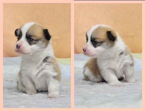 ウェルシュコーギーペンブローク　ブリーダー子犬販売専門店　Angel wan 東京　神奈川　千葉