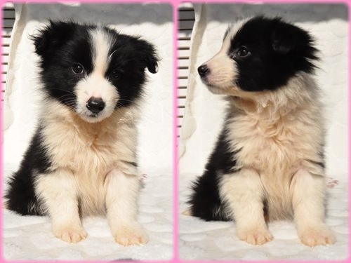 ボーダーコリー ブリーダー子犬販売専門店 Angel wan 東京 神奈川 千葉