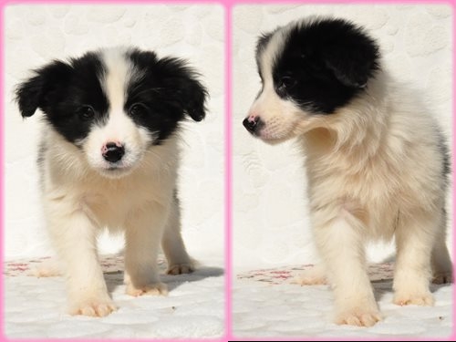 ボーダーコリー ブリーダー子犬販売専門店 Angel wan 東京 神奈川 千葉