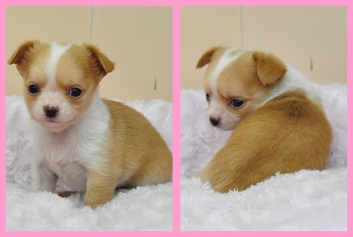 チワワ ブリーダー子犬販売専門店　Angel wan 東京　神奈川　千葉