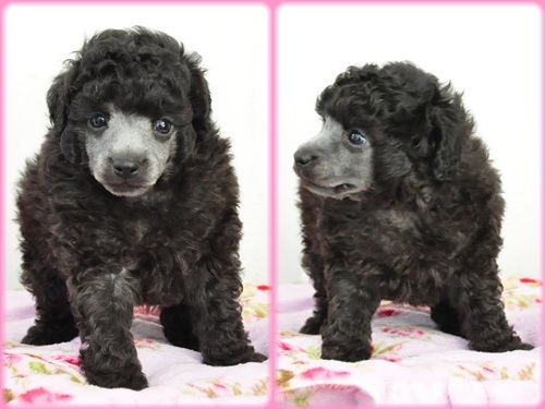 トイプードル　ブリーダー子犬販売専門店　Angel wan 東京　神奈川　千葉