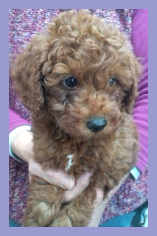 トイプードル ブリーダー子犬販売専門店　Angel wan 東京　神奈川　千葉