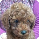 トイプードル　ブリーダー子犬販売専門店　Angel wan 横浜