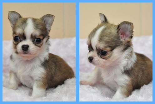 チワワ ブリーダー子犬販売専門店　Angel wan 東京　神奈川　千葉