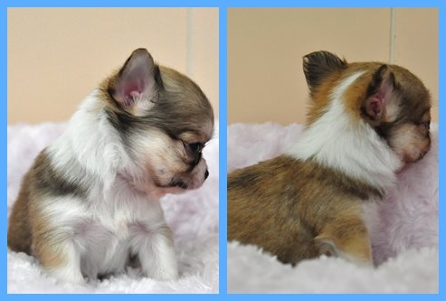 チワワ ブリーダー子犬販売専門店　Angel wan 東京　神奈川　千葉