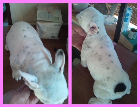 フレンチブルドッグ　ブリーダー子犬販売専門店　AngelWan　東京　神奈川　千葉