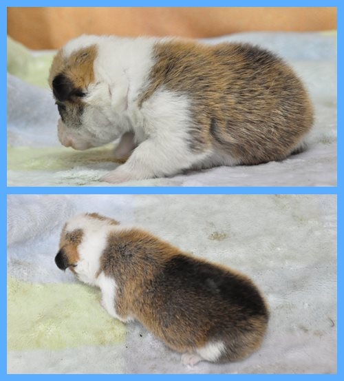 ウェルシュコーギーペンブローク　ブリーダー子犬販売専門店　Angel wan 東京　神奈川　千葉