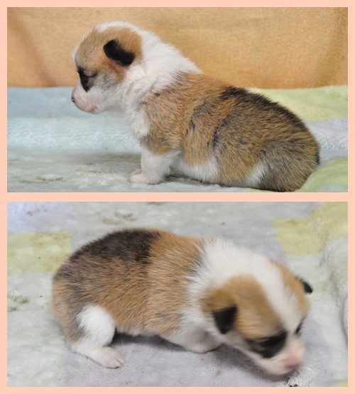 ウェルシュコーギーペンブローク　ブリーダー子犬販売専門店　Angel wan 東京　神奈川　千葉