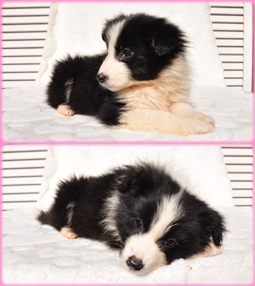 ボーダーコリー ブリーダー子犬販売専門店 Angel wan 東京 神奈川 千葉