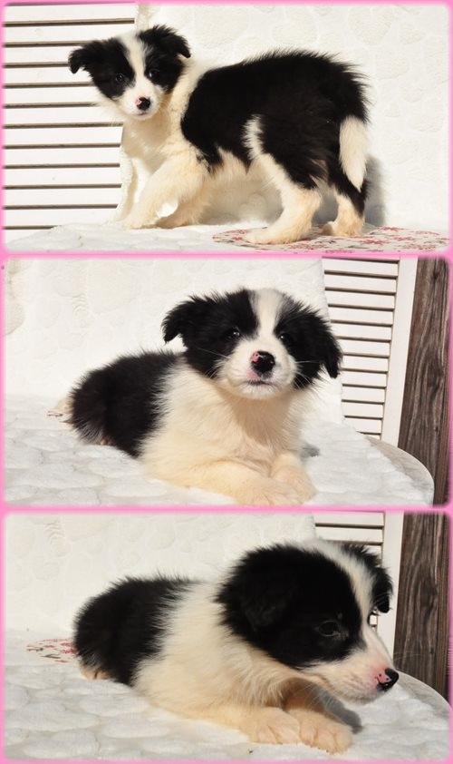 ボーダーコリー ブリーダー子犬販売専門店 Angel wan 東京 神奈川 千葉