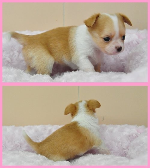 チワワ ブリーダー子犬販売専門店　Angel wan 東京　神奈川　千葉