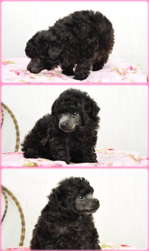 トイプードル ブリーダー子犬販売専門店　Angel wan 東京　神奈川　千葉