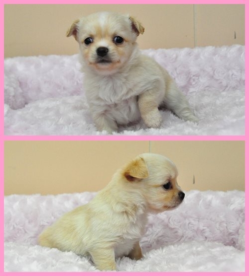 チワワ ブリーダー子犬販売専門店　Angel wan 東京　神奈川　千葉