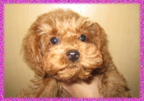 トイプードル れっど メス 子犬販売の専門店 AngelWan 横浜 神奈川県