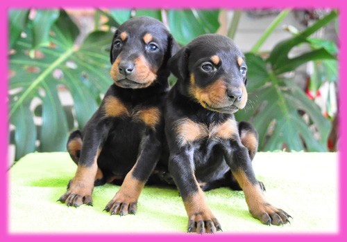 ドーベルマン　ブラックタン　メス　子犬販売の専門店　AngelWan　横浜