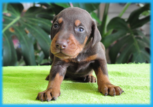 ドーベルマン　チョコタン　オス　子犬販売の専門店　AngelWan　横浜