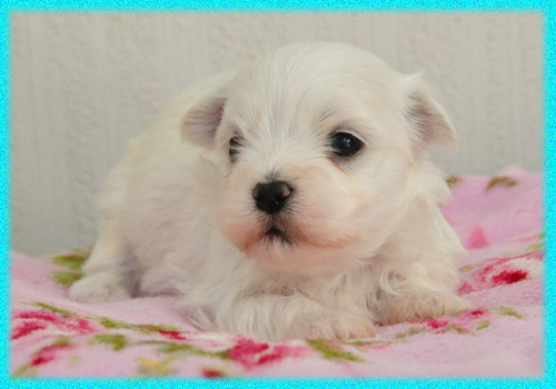 マルチーズ　オス　子犬販売の専門店　AngelWan　横浜　神奈川県