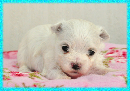 マルチーズ　オス　子犬販売の専門店　AngelWan　横浜　神奈川県