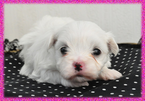 マルチーズ　メス　子犬販売の専門店　AngelWan　横浜　神奈川県