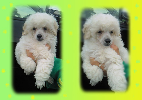 トイプードル　オス　子犬販売の専門店　AngelWan　横浜　神奈川県